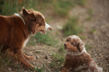 İki köpek çimlerin üzerinde oynuyorlar. Biri kahverengi ve beyaz, diğeri kahverengi ve beyaz.