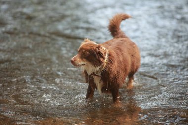 Kahverengi köpek nehirde yürüyor. Köpek ıslak ve tasması var. Su sakin ve köpek serin suyun tadını çıkarıyor.