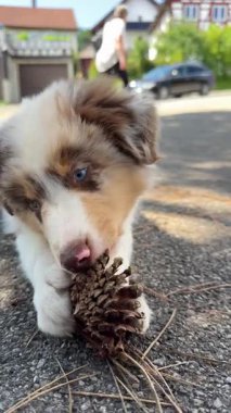 Küçük, sevimli bir köpek yavrusu, güneşli bir açık hava ortamında çam kozalağını neşeyle çiğnemekten zevk alır.
