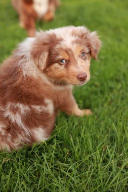 Kahverengi ve beyaz köpek çimlerin üzerinde oturuyor. Köpeğin mavi bir gözü ve kahverengi bir burnu var.