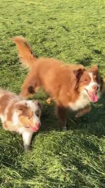 İki sevimli Avustralyalı çoban mutlu bir şekilde eğleniyor ve güneşli bir günde canlı, yemyeşil bir alanda oynuyorlar.