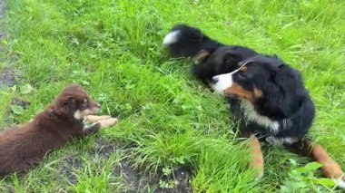 İki oyuncu köpek canlı yeşil bir alanda neşeyle etkileşime girer, dostluklarını ve eğlence ruhlarını sergilerler.