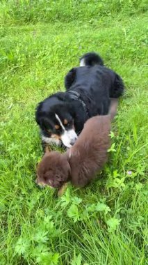 Neşeli bir etkileşim, neşeli bir köpek ile gür, canlı yeşil çimenler üzerinde sevimli bir köpek yavrusu arasında başlar.