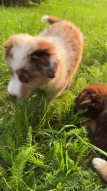 İnanılmaz derecede sevimli olan iki yavru yeşil çimlerin arasında neşe içinde geziniyor ve neşeyle etkileşime geçiyor.