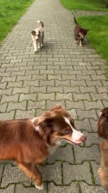 İki sevimli yavru güneşli bir parkta neşeyle geziyor ve kaykayla harika vakit geçiriyorlar.