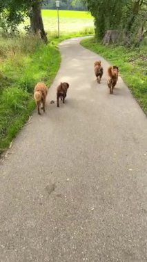 Neşeli bir grup neşeli köpek, güzel ve pitoresk bir doğa yolu boyunca kaygısız bir yürüyüşün keyfini çıkarıyorlar.