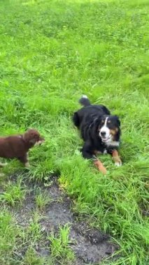 İki enerjik köpek yemyeşil bir alanda oynaşıyor, neşeli anlarını ve etkileşimdeki saf neşelerini sergiliyorlar.