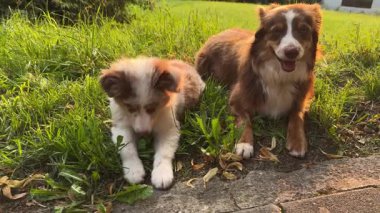 Canlı yeşil çimlerin üzerinde güneşli bir günün tadını çıkaran iki sevimli köpeğin keyifli anını yakala.