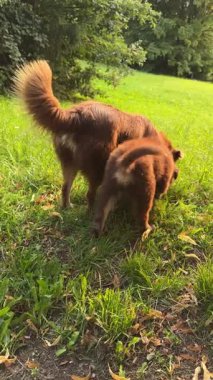 İki neşeli ve enerjik kahverengi köpek neşeli bir şekilde yeşil çimen tarlasında eğleniyorlar.