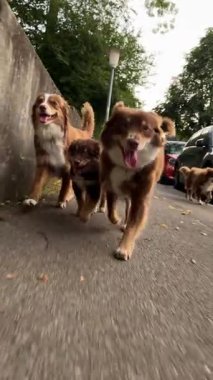 Üç neşeli köpek güzel bir günde gezintilerinin tadını çıkarıyorlar, neşeli ruhlarını ve heyecanlarını sergiliyorlar.
