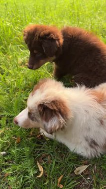 Sevimli ve şakacı yavrular açık havada yemyeşil çimenleri zevkle keşfediyorlar.