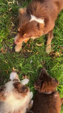 Üç oyuncu köpek yemyeşil çimlerin arasında neşeyle oynuyorlar, dışarıda eğleniyorlar.