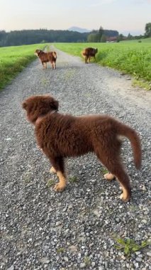 Neşeli, sevimli köpeklerden oluşan bir grup yemyeşil, yemyeşil bir arazide yer alan çakıllı bir yolu mutlulukla keşfediyorlar.
