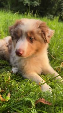 Neşeli, enerjik bir köpek yavrusu neşeyle canlı, yemyeşil çimlerin tadını çıkarır ve pek çok sevimli özelliğini sergiler.