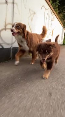 Neşeli ve enerjik üç köpek güneşli bir günde neşeli ve canlı doğalarını sergileyerek birlikte koşuyorlar.