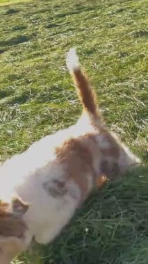 İki enerjik ve hayat dolu köpek yavrusu güzel yeşil bir alanda neşeli ve neşeli anların tadını çıkarıyorlar.