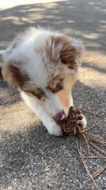 Çok tatlı bir köpek yavrusu açık havada çam kozalağı çiğniyor ve neşeli ve ilginç davranışlarını sergiliyor.