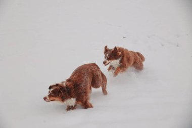 İki köpek karda koşuyor. Biri kahverengi ve diğeri beyaz. Köpekler eğleniyor ve karın tadını çıkarıyorlar.