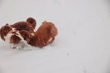 Karda oynayan iki köpek. Biri kahverengi ve beyaz. Diğeri kahverengidir. İkisi de karda koşup oynuyorlar.