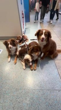 Dört süper sevimli Avustralyalı çoban köpeği halka açık bir parkta uzanıyorlar, eğleniyorlar.