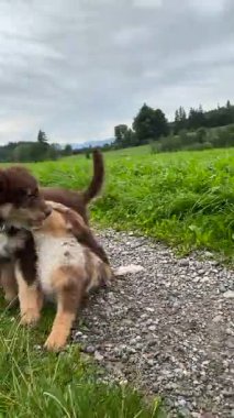 İki neşeli ve enerjik köpek yavrusu hayat dolu güzel, geniş çimenlik bir alanda neşeyle oynuyorlar.