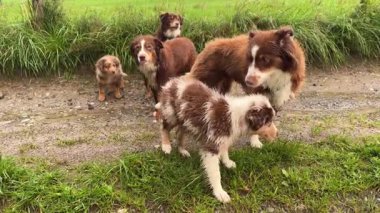 Avustralya çoban köpeklerinden oluşan eğlenceli ve hayat dolu bir sahne açık havada eğleniyor.