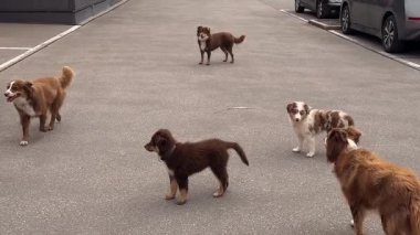 Neşeli ve neşeli bir sahne. Birden fazla köpek var. Keyifle sokaklarda oyun oynuyorlar.