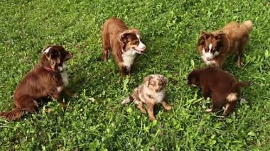 Çimenli bir alanda dört kahverengi ve beyaz köpek oynuyor. Köpeklerden biri yavru köpek.
