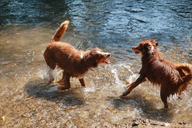 Suda oynayan iki köpek. Biri ıslak ve diğeri değil. Sahne eğlenceli ve eğlenceli.