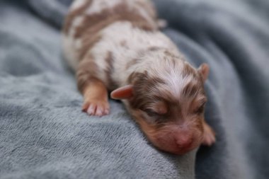 Küçük kahverengi ve beyaz bir köpek yavrusu battaniyenin üzerinde uyuyor. Yavru köpek kıvrıldı ve gözleri kapalı.. .