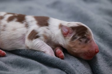 Küçük kahverengi ve beyaz bir köpek yavrusu battaniyenin üzerinde uyuyor. Yavru köpek kıvrıldı ve gözleri kapalı.. .