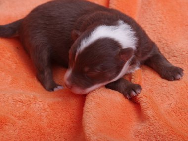 Kahverengi ve beyaz köpek bir battaniyenin üzerinde yatıyor. Yavru köpek küçük ve sevimli. Battaniye turuncu ve yumuşak.