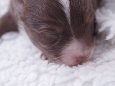Küçük kahverengi ve beyaz köpek yavrusu yumuşak, tüylü beyaz bir battaniyenin üzerinde huzur içinde uyuyor. Battaniye beyaz bir yüzeye yayılarak yavru köpeğin dinlenmesi için rahat ve rahat bir ortam yaratıyor.