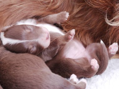 Kahverengi köpek yavrusu annesiyle birlikte sırt üstü yatıyor. Yavru köpek uyuyor ve anne onu sıcak tutuyor.