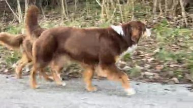 İki köpek yolda birlikte koşuyor. Köpeklerden biri kahverengi ve beyaz, diğeri de kahverengi.