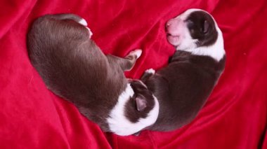 İki köpek yavrusu kırmızı bir battaniyenin üzerinde uyuyor. Battaniye kırmızı, yavrular kahverengi ve beyaz.