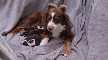 Kahverengi ve beyaz köpek üzerinde küçük bir köpek olan bir battaniyenin üzerinde yatıyor. Sahne huzurlu ve rahatlatıcı, çünkü iki köpek birbirine eşlik etmekten zevk alıyor gibi görünüyor.