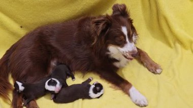 Anne köpek yavrularıyla birlikte sarı bir battaniyeye uzanıyor. Yavruların hepsi farklı boyutlarda ve renklerde ve anne bedenlerinin sıcaklığından zevk alıyor gibi görünüyorlar. Huzur dolu bir sahne.