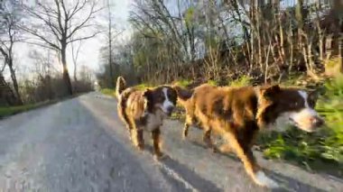 Kahverengi ve beyaz köpek yolda koşuyor. Köpek mutlu ve heyecanlı. Yürüyüşünün tadını çıkarıyor.