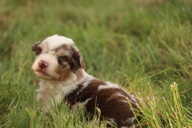 Tatlı bir Avustralya çoban köpeği yemyeşil çimenlerde huzur içinde oturuyor, doğanın cazibesini yayıyor.