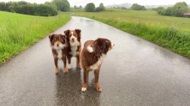 Islak bir yolda duran üç köpek. Köpekler kahverengi ve beyazdır. Yol ıslak ve çimenler yeşil.
