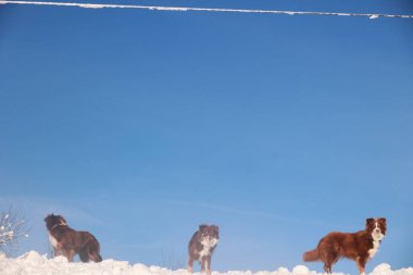 Üç köpek karlı bir yamaçta duruyorlar, mavi gökyüzüne bakıyorlar. Köpekler dışarıda temiz havada olmaktan memnun oldukları için manzara huzurlu ve huzurlu.