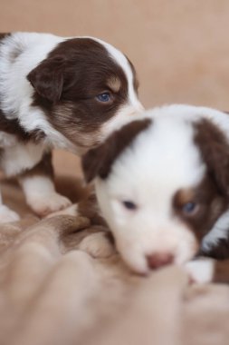 İki köpek yavrusu bir battaniyenin üzerinde yatıyor, biri kameraya bakıyor. Sahne sıcak ve rahat. Yavru köpekler mutlu ve rahat görünüyor.. .
