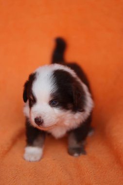 Kahverengi ve beyaz kürklü küçük bir köpek yavrusu turuncu bir arka planda duruyor. Yavru köpeğin mavi bir gözü var ve kameraya bakıyor.. .