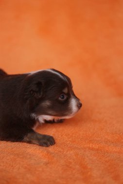Küçük kahverengi ve beyaz bir köpek yavrusu turuncu bir battaniyenin üzerinde yatıyor. Yavru köpek kameraya tuhaf bir ifadeyle bakıyor.. .