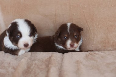 İki yavru bir kanepede yatıyor. Biri kahverengi ve beyaz, diğeri kahverengi ve siyah.. .
