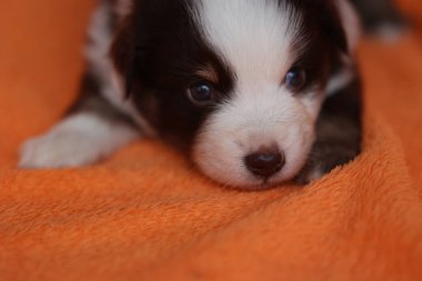 Küçük bir köpek yavrusu turuncu bir battaniyenin üzerinde yatıyor. Yavru köpeğin mavi bir gözü ve beyaz bir burnu var.. .