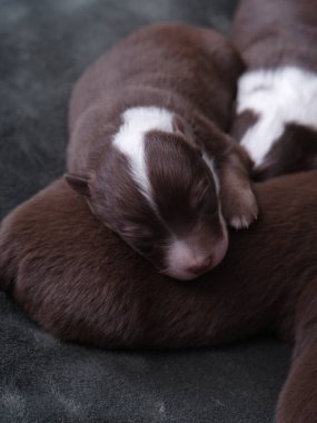 Kahverengi ve beyaz bir köpek yavrusu bir yatakta uyuyor. Yavru köpek küçük ve tüylü. Yatak koyu bir maddeden yapılmıştır.. .