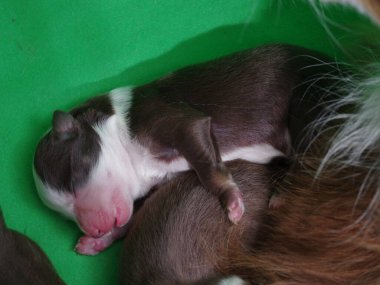 Yavru köpek yeşil bir yüzeyde uyuyor. Yavru köpek kahverengi ve beyaz