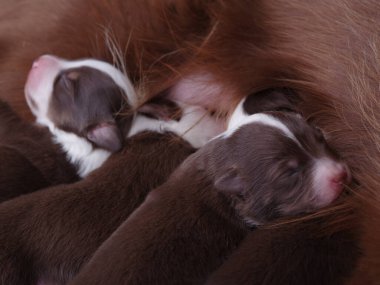 Üç köpek yavrusu üst üste uyuyor. Bir tanesi diğer ikisinin sağ tarafında yatıyor.. .